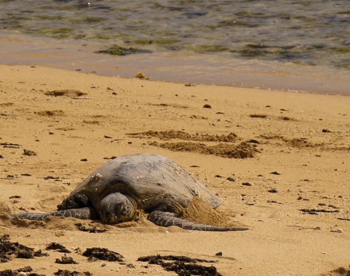 Hawaiʻi — landscape photograph by Akhila Sankar