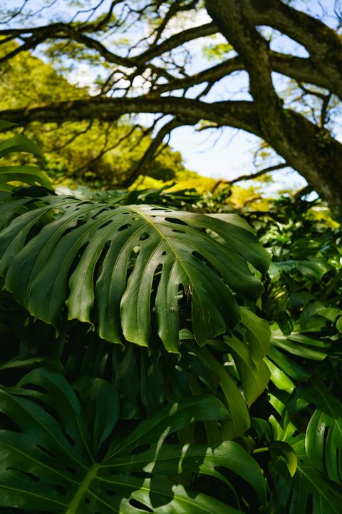 Hawaiʻi — landscape photograph by Akhila Sankar