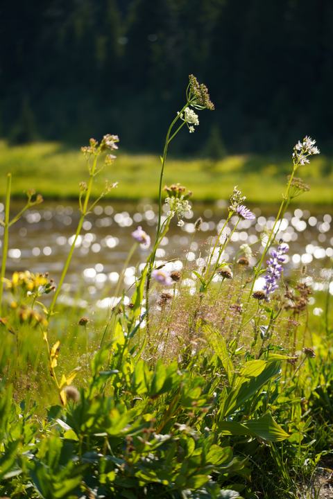 Mount Rainier — landscape photograph by Akhila Sankar