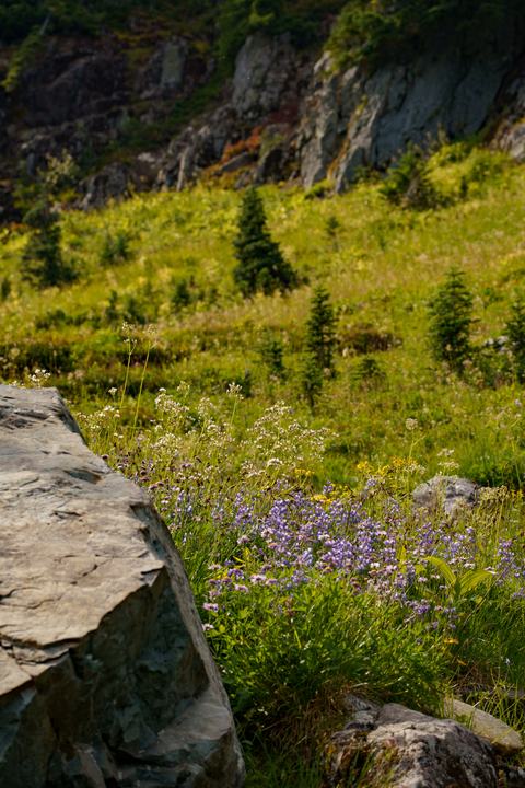 Mount Rainier — landscape photograph by Akhila Sankar