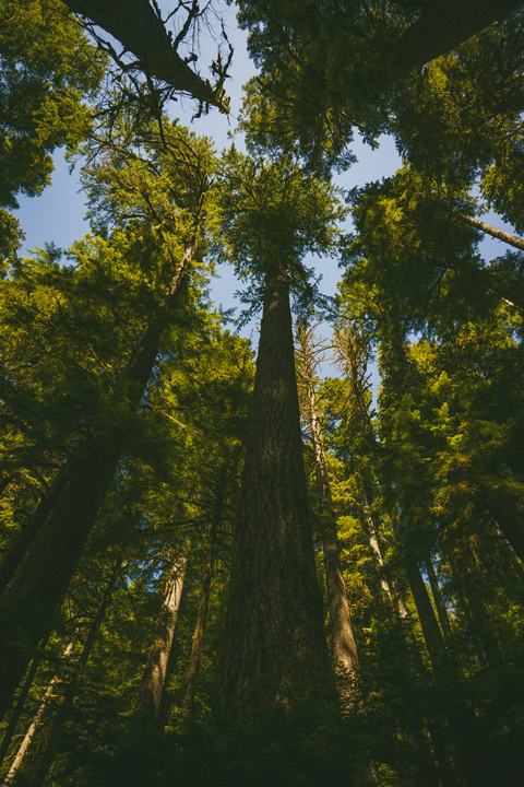 Olympic — landscape photograph by Akhila Sankar