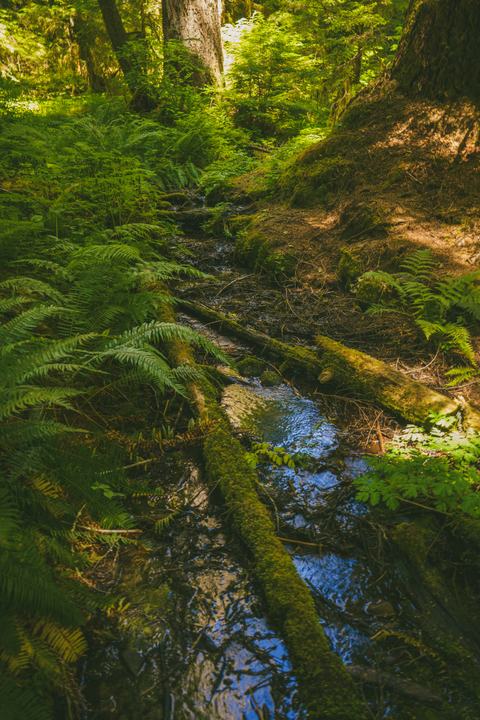 Olympic — landscape photograph by Akhila Sankar